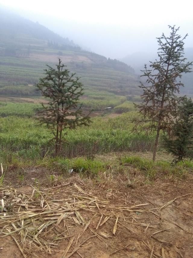 村民们这样的砍甘蔗,90后的你会选择种还是去