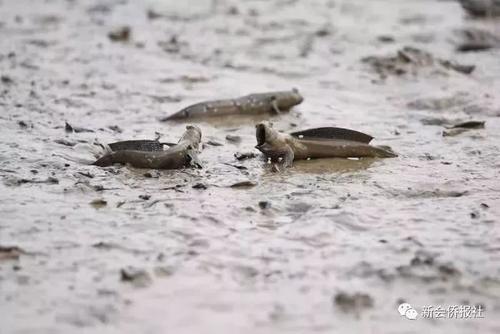 江门的这种鱼，被誉为“鱼类中的天才”！盛夏吃它正当时~丨寻味