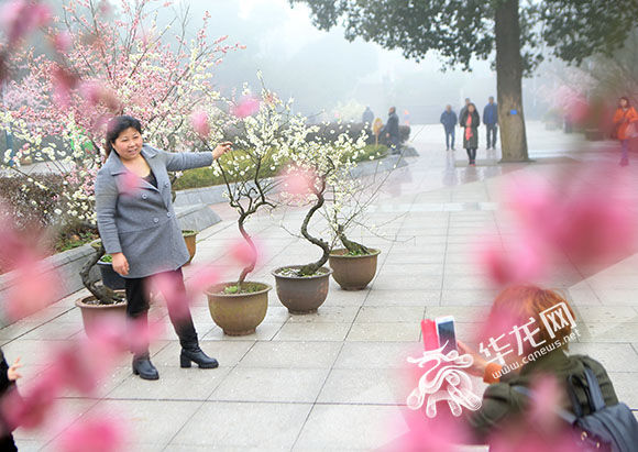 早樱报春引客来 3月南山花成海