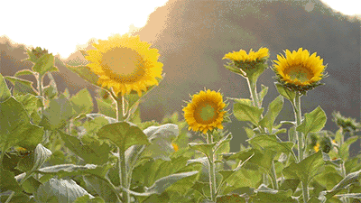 向日葵什么时候才能成熟 t01be9e2958700c639c.gif