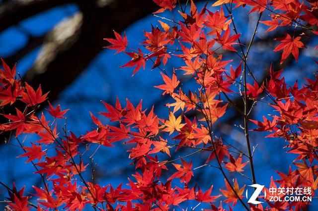 大C游世界 秋季旅拍日本东京的红叶街景