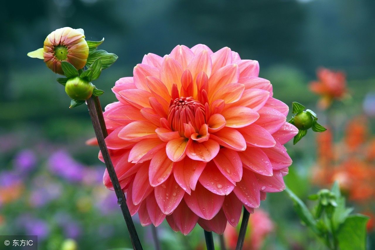 世界十大最美的花,一眼让人惊叹的花容!