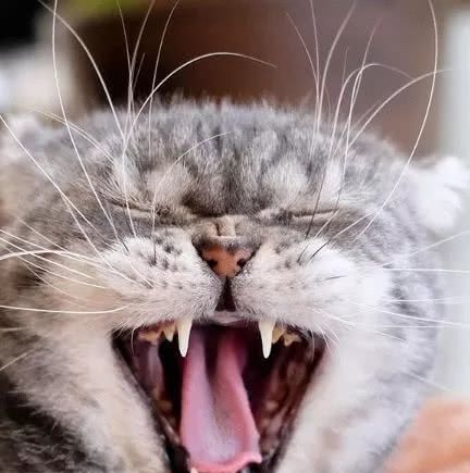 生气猫遇到仙女猫秒怂,铲屎官:你是喵中妻管严啊 新世纪娱乐