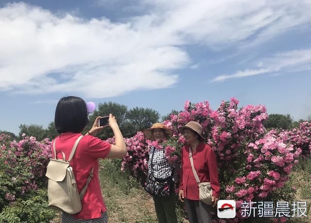 新疆自主培育抗寒月季“天山祥云”绽放，株高三米花开千朵