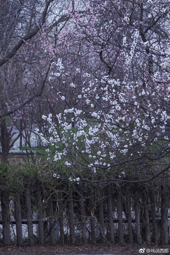 北京植物园～没等你叫，春就来了