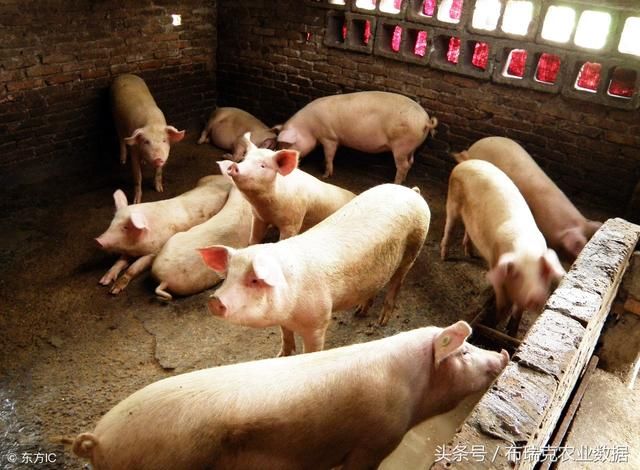 猪价续跌 下跌范围扩大 跌幅加深