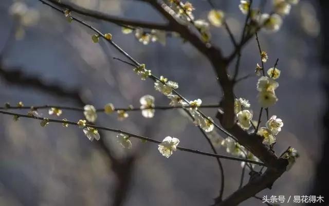 全国城市市花集锦