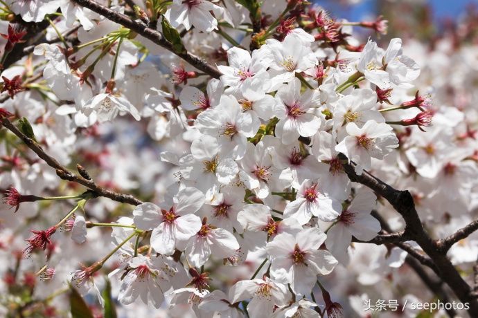 实拍日本上野公园，樱花盛放，规模浩大绚丽多姿，一起去看一下吧