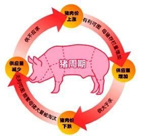 一头猪从赚600到赔300,78%猪场都在亏损!揭秘猪价下跌的原因!