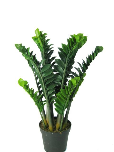 金钱树位置一定好,这些窍门掌握好了吗?