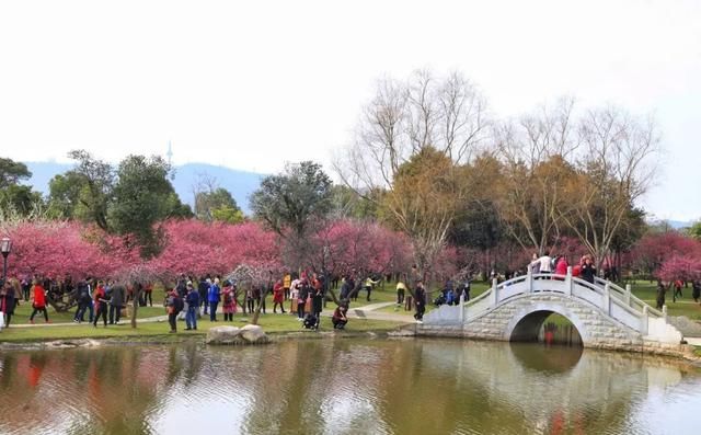 美翻！橘子洲头的梅花怒放 沦陷花海的你 拍照记得这样做……