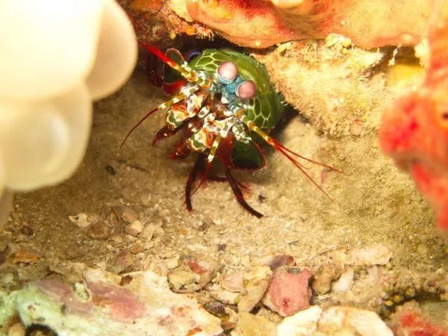 扩散!泰国已封&即将要封的海岛火速了解一下!