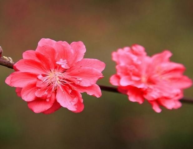 6月上旬，桃花灿烂、富得流油，财帛到手花不完的生肖！