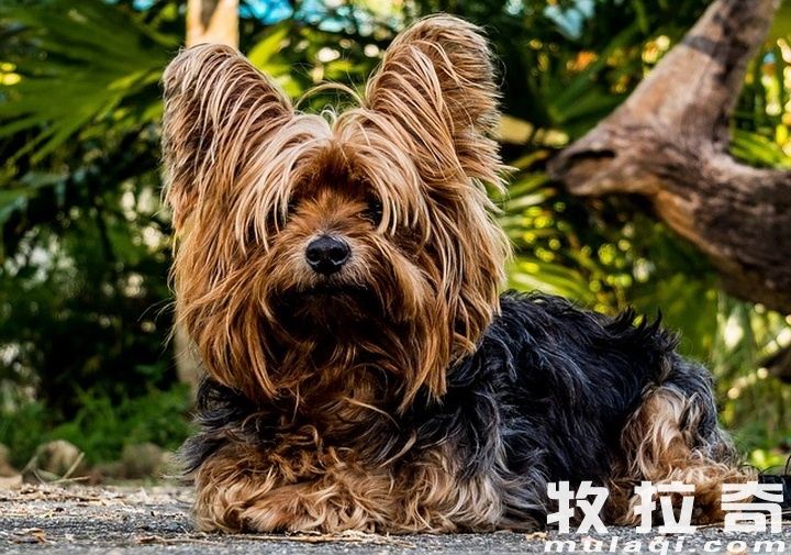 怎样训练狗狗趴下?