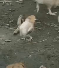 搞笑GIF:多美好的故事,居然被数学老师用来讲极限