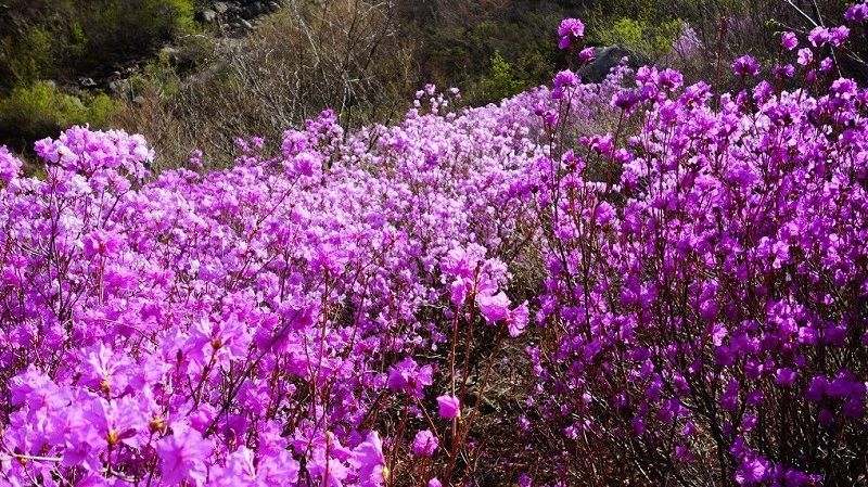 隐藏在深山的杜鹃花!北京最壮观最集中的映山红，附近有神秘石刻