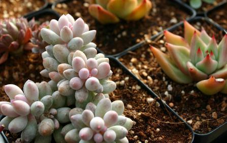 80后小夫妻共同创业,大棚种植多肉,月入30万元