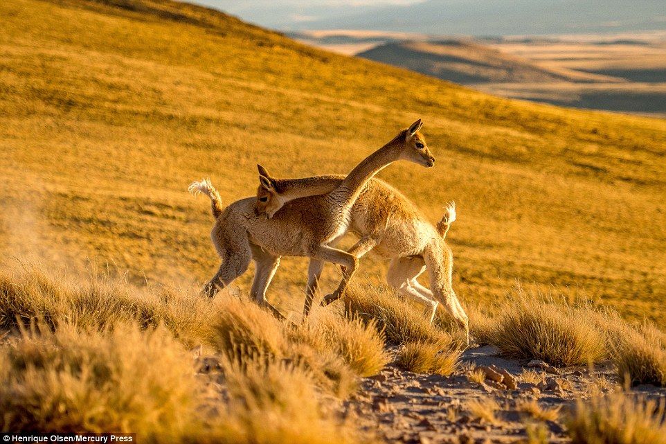 世界上最可爱的战斗:野生骆马在阿塔卡玛沙漠