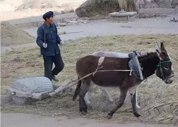 在外打工的河南老乡，咱家的麦快割了，你还想喝啤酒，剋变蛋不？