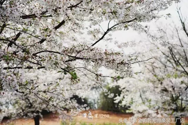 无锡阳春三四月，一步、一停、一美景，刚好遇见命定的你！