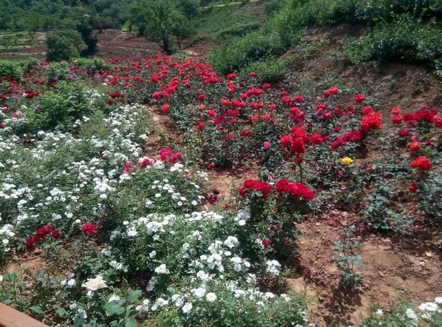 邯郸涉县东山上住着一位“狐仙”，有花为证！