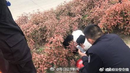 群众报警称草丛中发现熊猫 民警兴奋出警发现