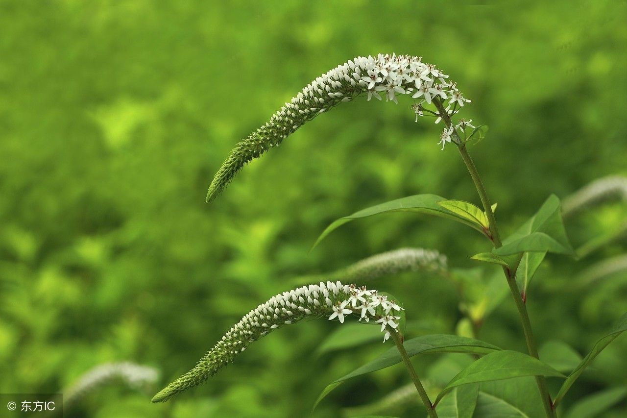 农村野草珍珠菜，竟有这么多功效，涨知识了