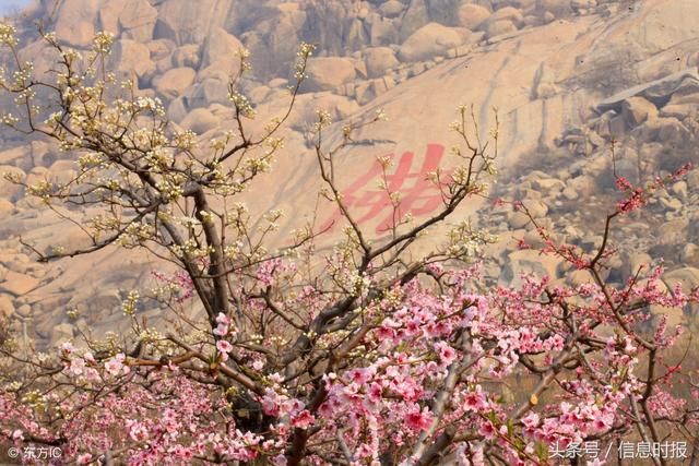 广东那么多桃花节,踏春寻花正当时,你怎么还不去看看?