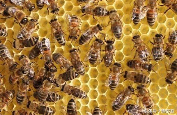 夏季养蜂,蜜蜂拉肚子怎么办?老蜂农这招很管用