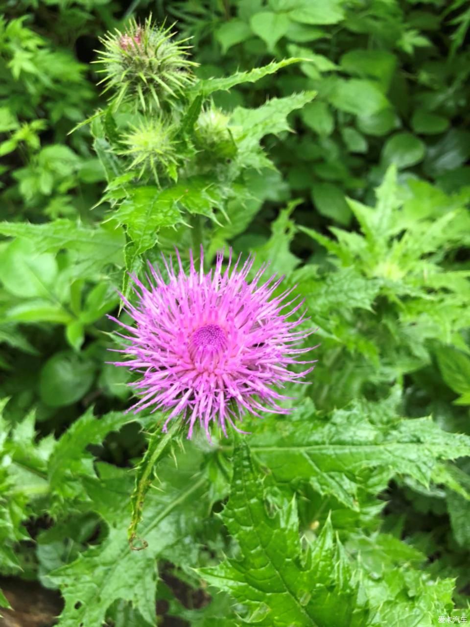 陕西福特车队秦岭大峪自驾游汇报帖