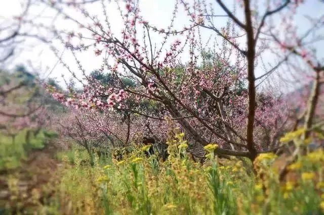 玉溪最全赏花攻略来了，花海之约不要错过!
