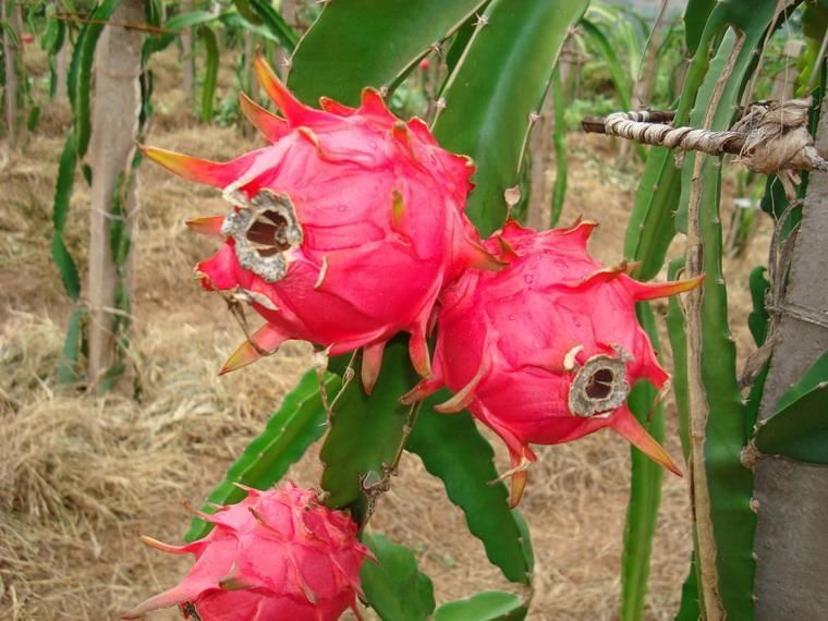 20万斤火龙果滞销全扔河里,美女主播帮卖,一周