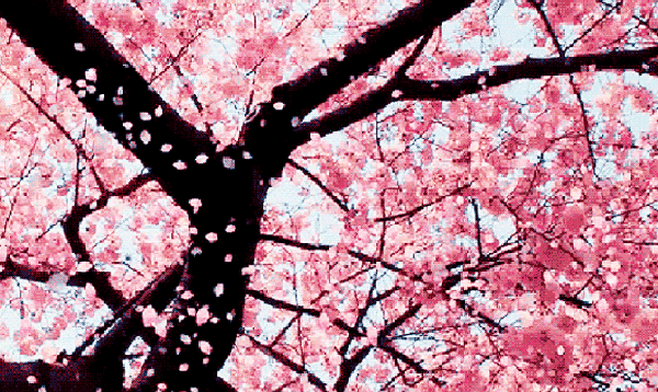 玉溪最全赏花攻略来了，花海之约不要错过!