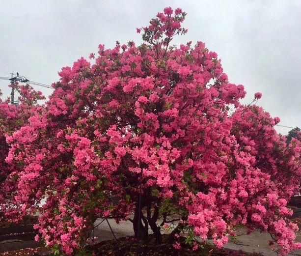 有钱任性！土豪们最爱选的庭院树，你选对了吗？