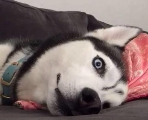 主人把脚放到二哈脸前,二哈心态崩了:你是踩了