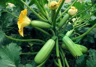 农业栽培:西葫芦高产栽培技术要点