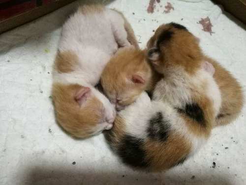 大橘猫是指哪个国家 t01c265e02bee7e4588.jpg