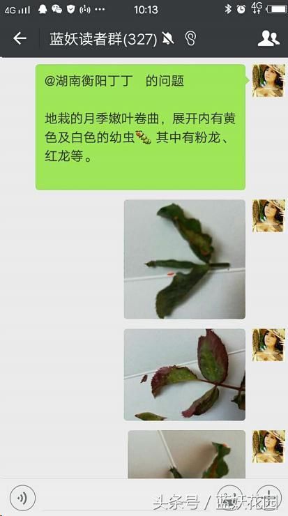 这种虫子对月季危害极大,但却很少有人认识!