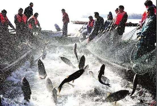 现代渔业发展现状分析-水产中国