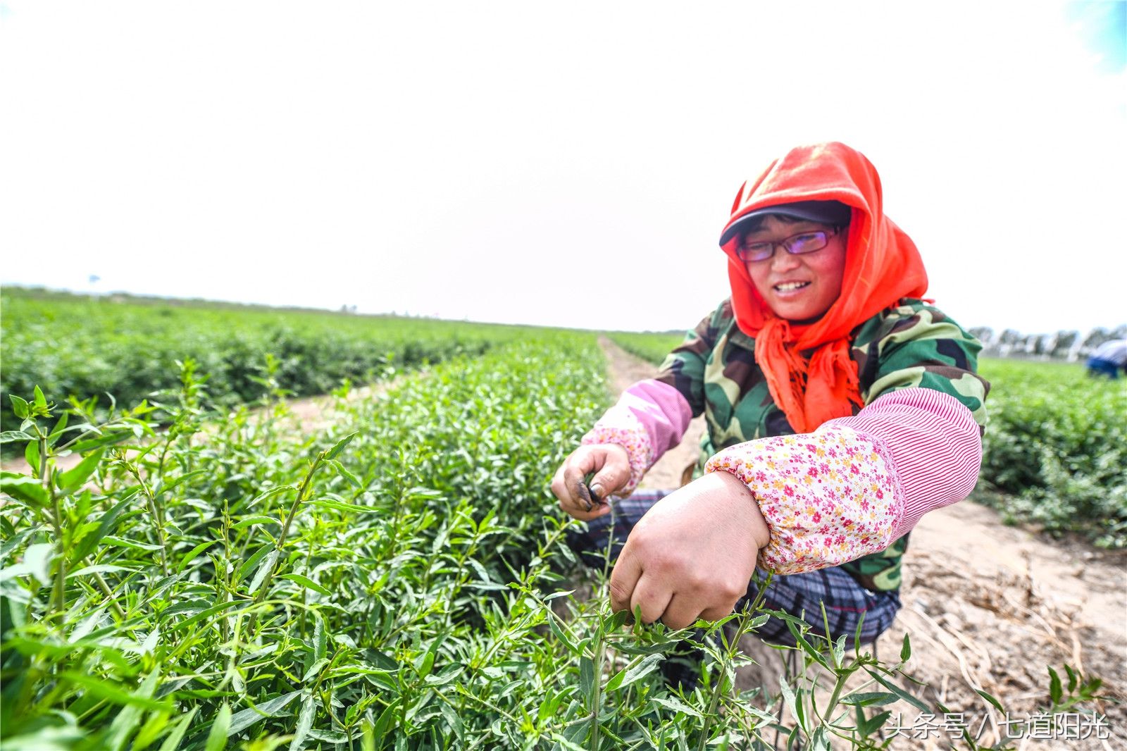 贺兰山下枸杞叶茶采摘如火如荼