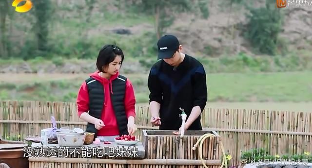 向往的生活:彭昱畅坑张子枫吃没熟透的草莓,却