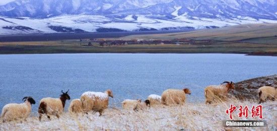 甘肃山丹马场五月降雪“润物细无声”