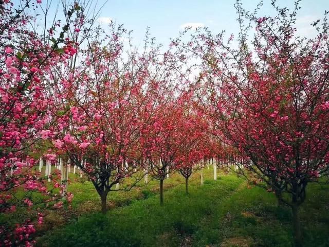 合肥第四届海棠花海赏花节即将开幕!