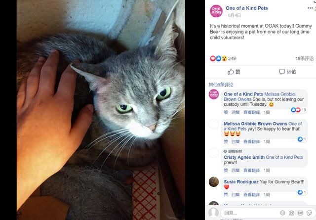 重病猫咪无人肯领养,最后遇见同病相怜的主人,“它是另一个我” 钱柜国际