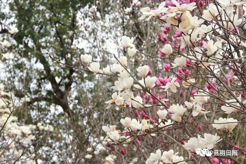 永安天斗红梅开！三明赏花处还有哪里？