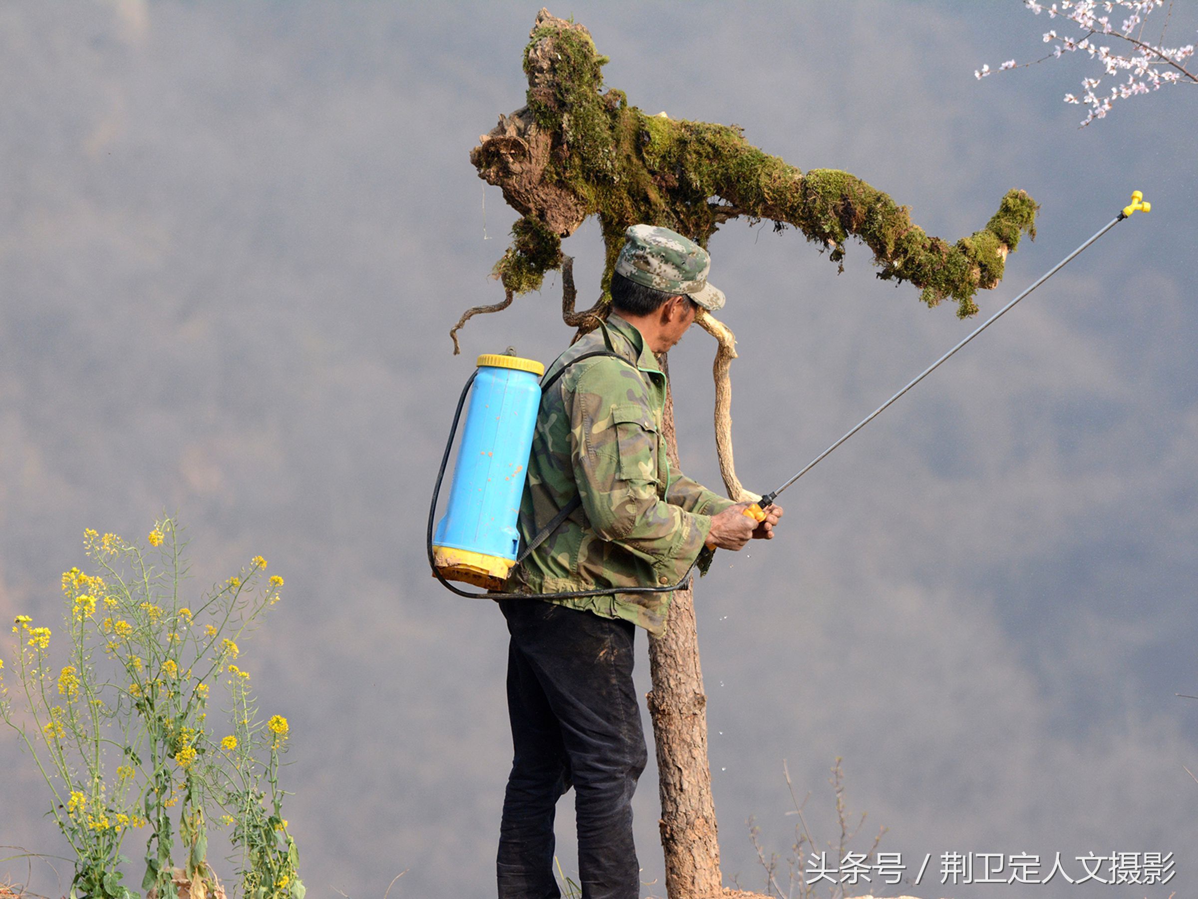 河南‘“鸟人”10年在深山保护小凤凰，看这群凤凰现在活成啥样