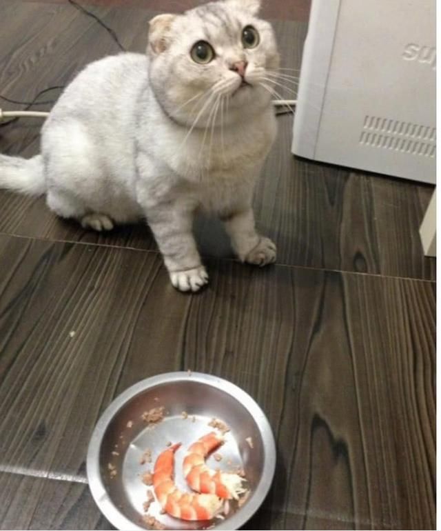 猫咪:铲屎的,你这是,给我..加餐???铲屎的,你葫芦里卖的什么药,你快给我说清楚!你怎么变得这么仁慈了!我不信!网友看着猫咪瞪大双眼一副不可置信的模样不由得笑出了声:看什么看,大虾奖励你的,最近表现不错,快吃吧!猫咪看着碗里的大虾,再看看网友还是不敢相信。猫咪:铲屎的,你正常点,你这样我害怕.