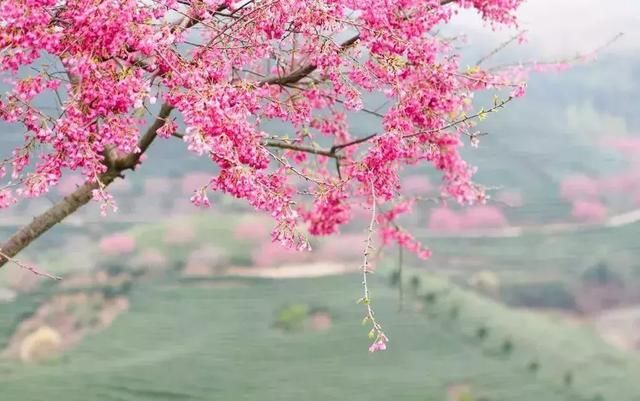 大好春光，3月花开成海！中国最美的10个赏花地，惊艳整个朋友圈