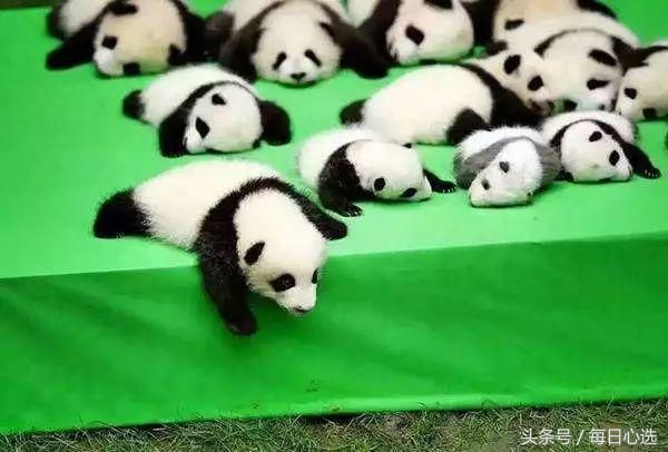 熊猫在世界深受喜爱 美国网友要用此人换熊猫