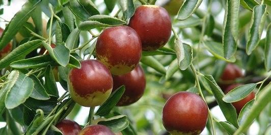 山东省滨州市沾化区,古称招安,中国冬枣之乡